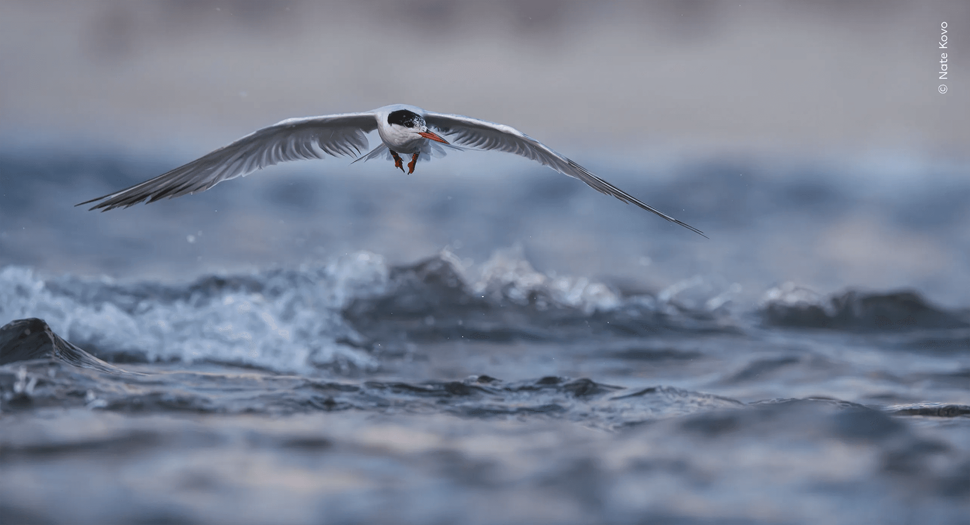 “Skimming the Waves”