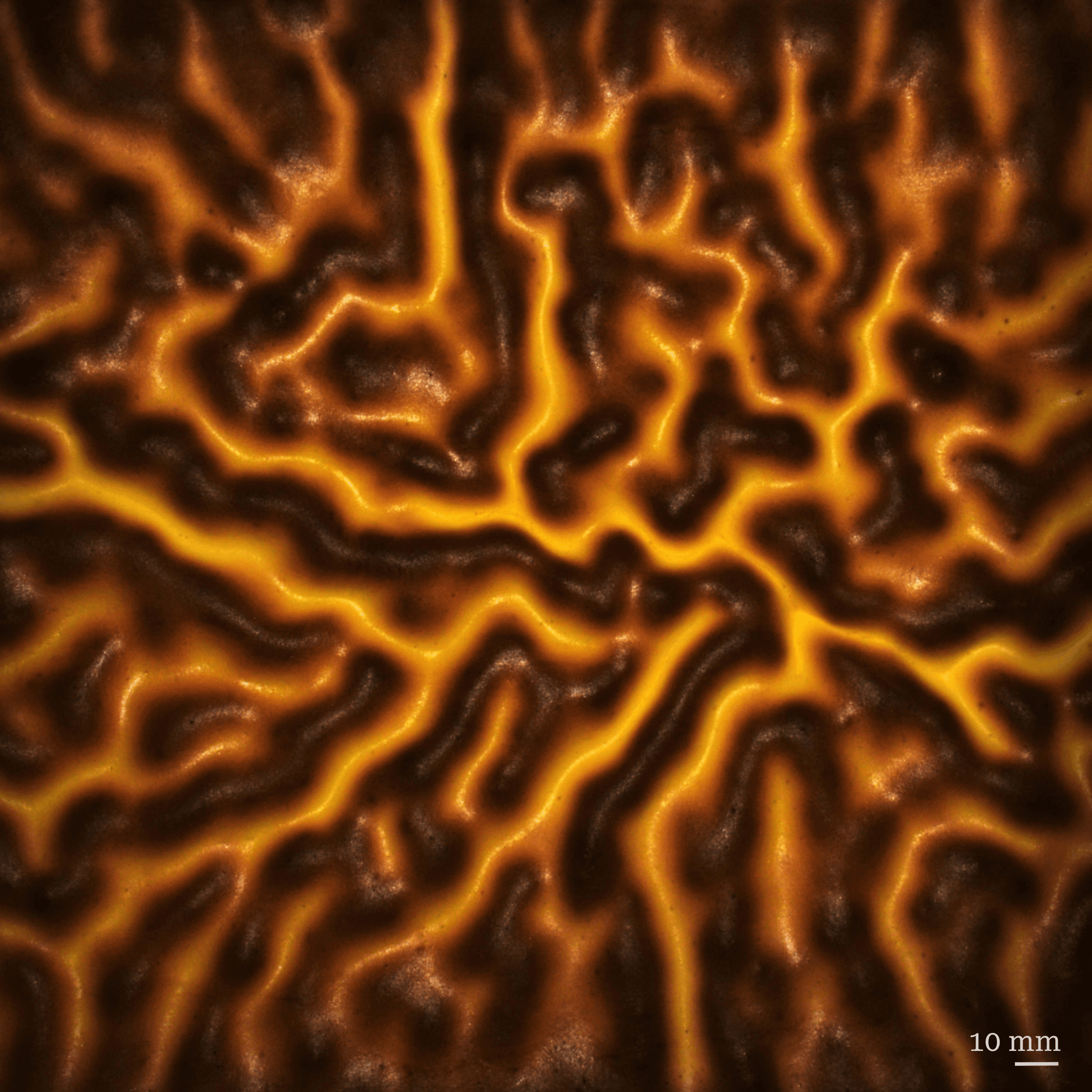Research poster showing the wrinkling pattern formed on a tiger skin cake.