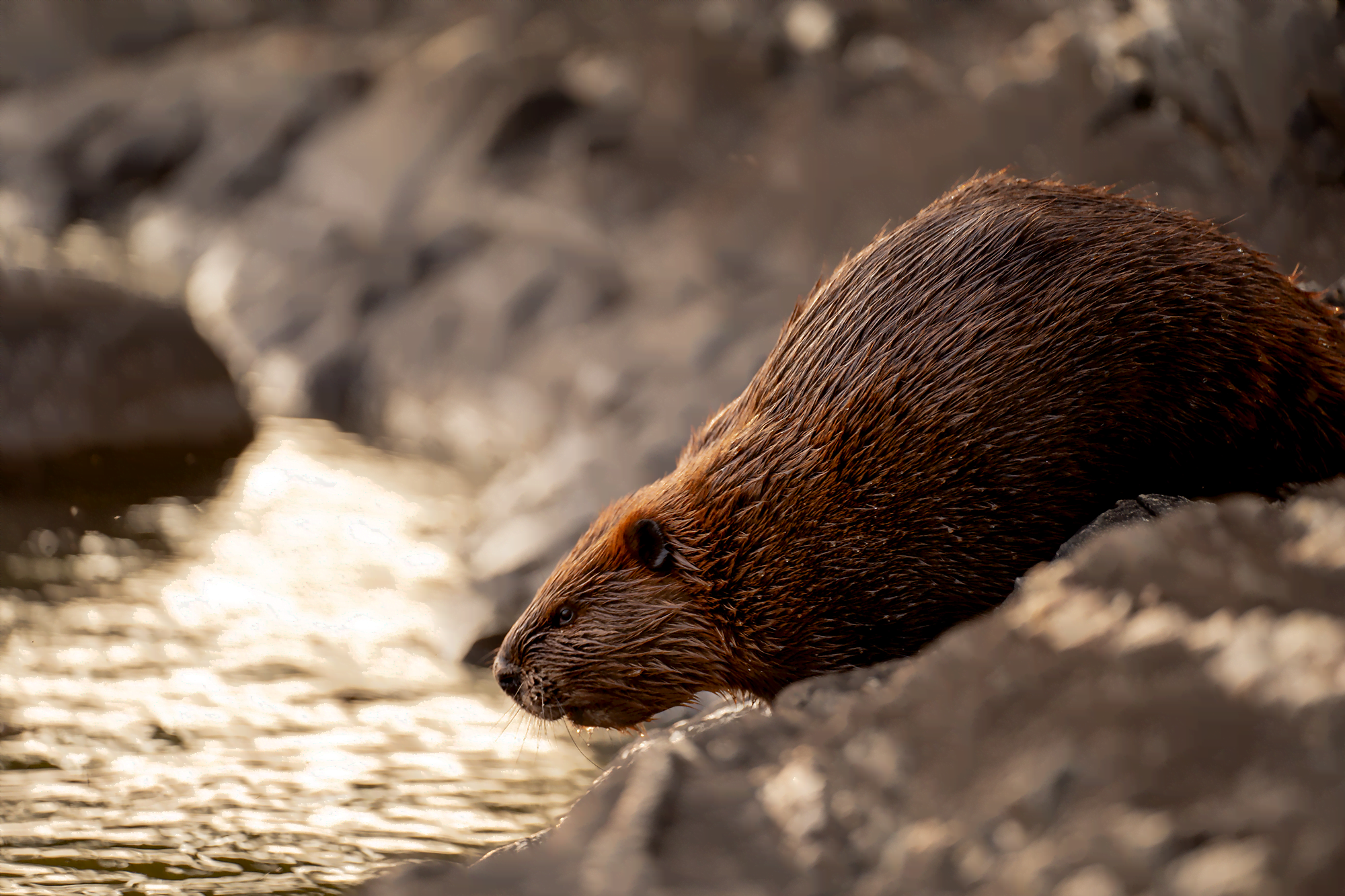Flexy Fur Foils Fouling