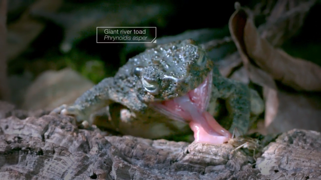 Toads and frogs use their squishy tongues and sticky saliva to capture their prey. Toads and frogs use their squishy tongues and sticky saliva to capture their prey.