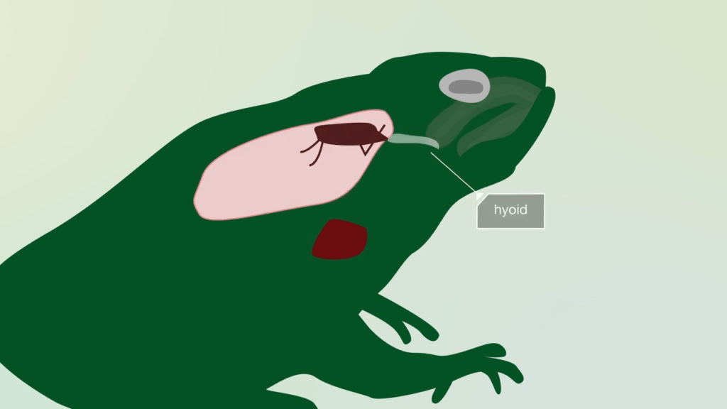 To get the insect off its tongue, the toad scrapes its tongue along a piece of cartiledge called the hyoid. To get the insect off its tongue, the toad scrapes its tongue along a piece of cartiledge called the hyoid.