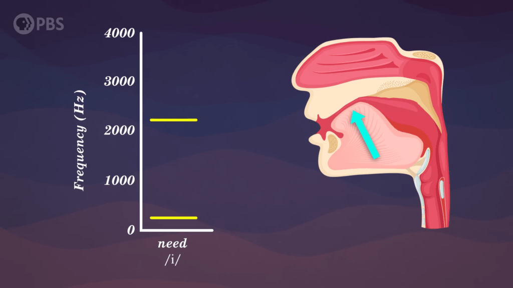 Most of our vowels are formed by changing the shape (and thus resonant properties) in our throats and mouths to amplify specific sounds. Most of our vowels are formed by changing the shape (and thus resonant properties) in our throats and mouths to amplify specific sounds.