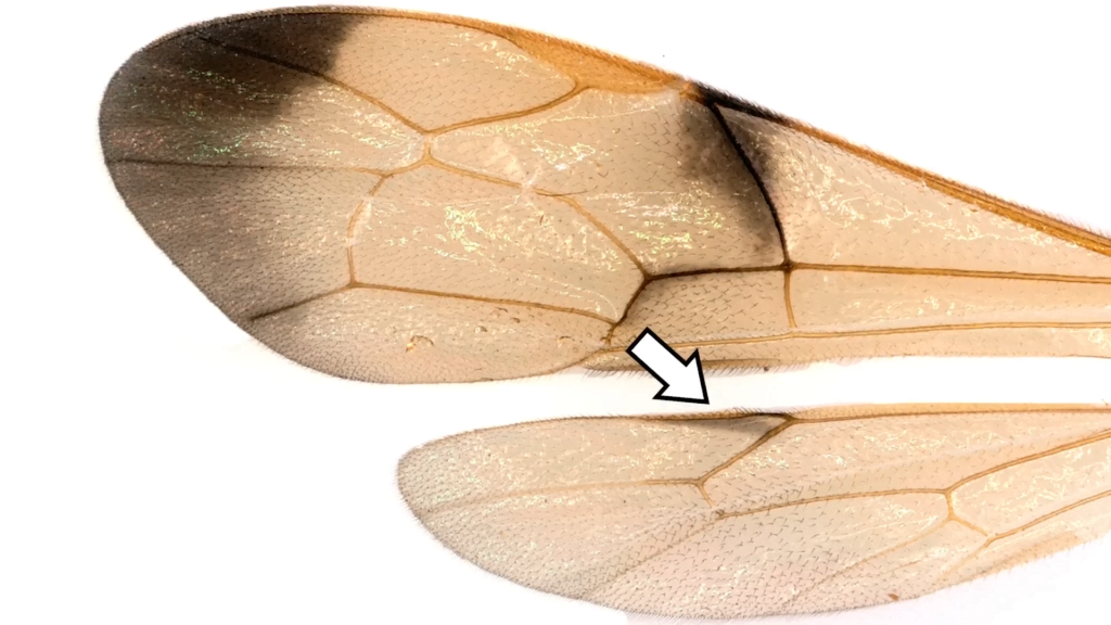 They have separate fore- and hindwings, but during flight they have a clever mechanism to stick together. They have separate fore- and hindwings, but during flight they have a clever mechanism to stick together.