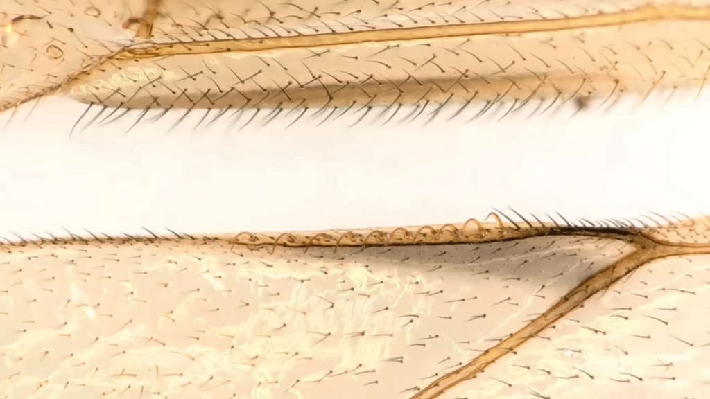 These miniature hooks act like velcro to keep the two wings working as one. These miniature hooks act like velcro to keep the two wings working as one.